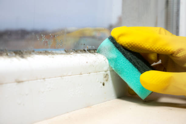 Best Office Mold Removal Services  in Sixteen Mile Stand, OH